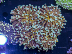 Torch - Mint Tip Gold