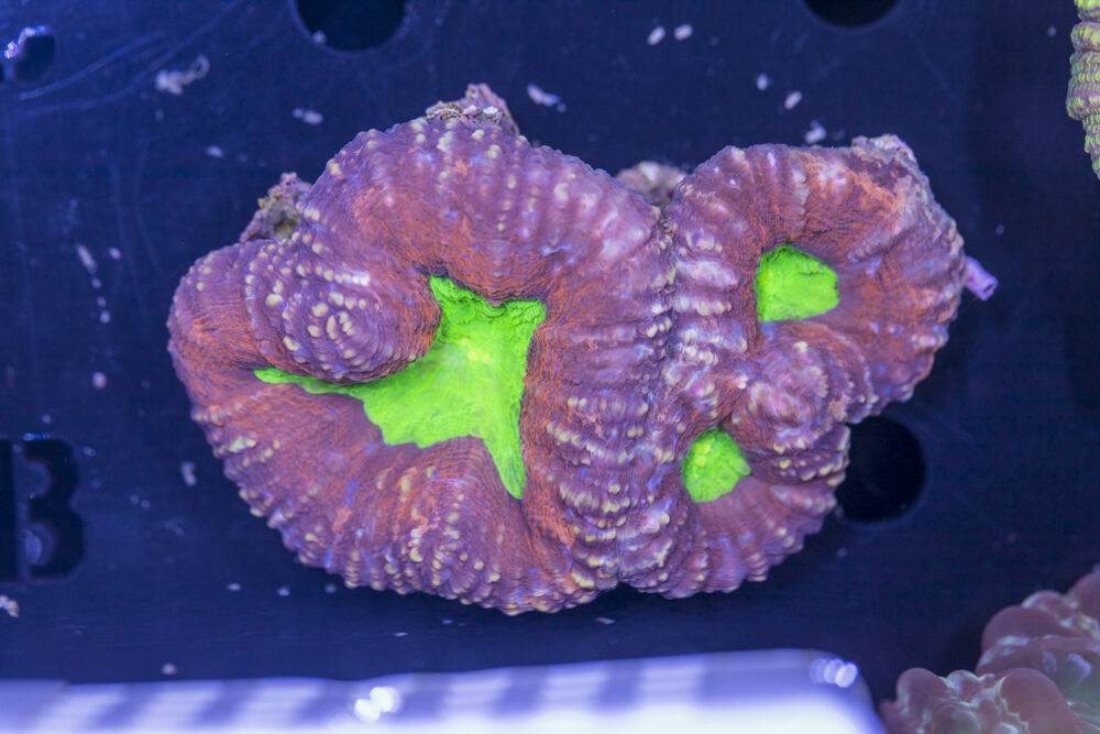 Lobophyllia