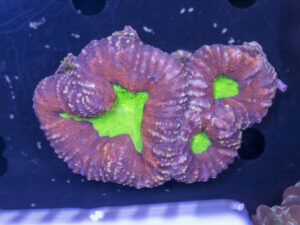 Lobophyllia