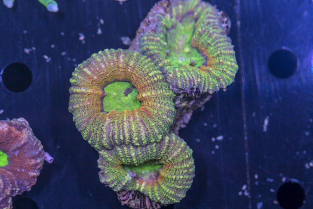Lobophyllia