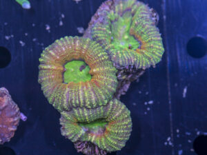 Lobophyllia