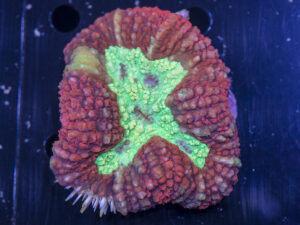 Symphyllia