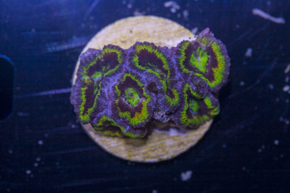 Acan - Lord Howe