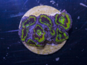 Acan - Lord Howe