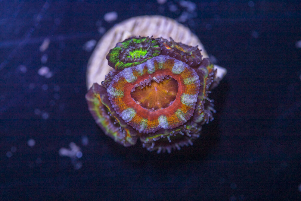 Acan - Lord Howe