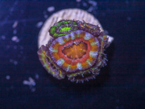 Acan - Lord Howe