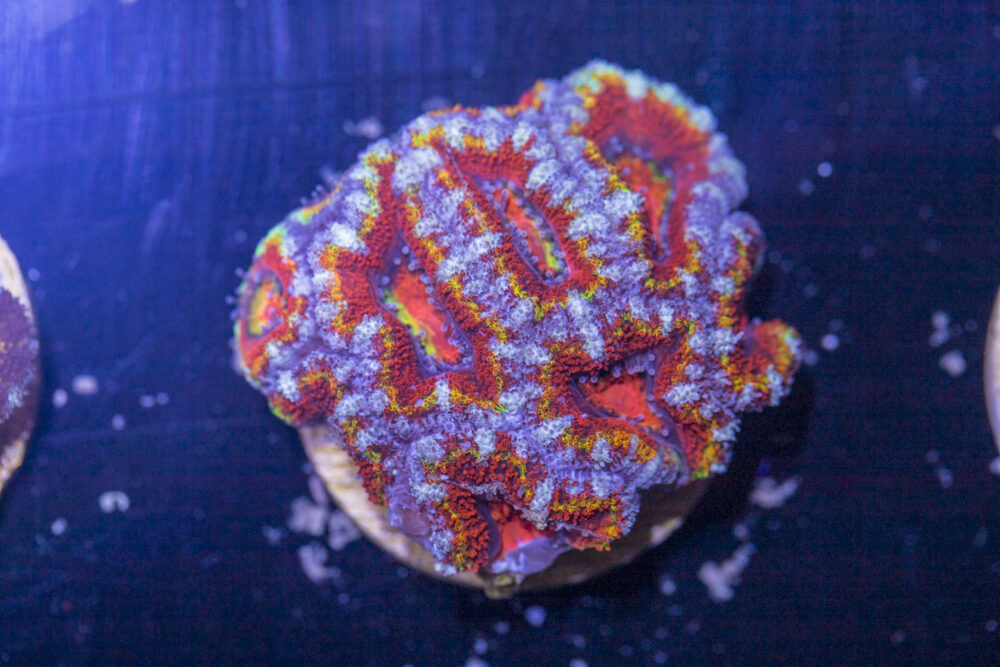 Acan - Lord Howe