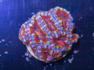 Acan - Lord Howe
