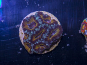 Acan - Lord Howe