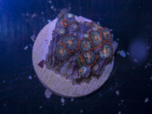 Zoanthids