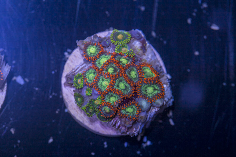 Zoanthids