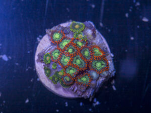 Zoanthids