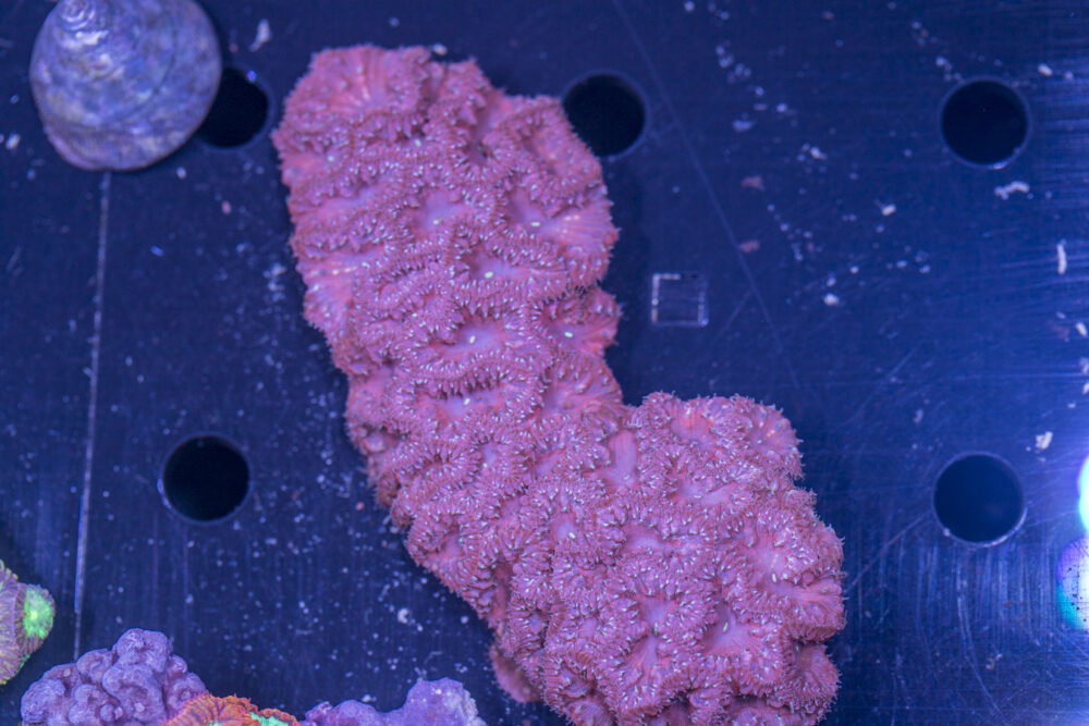 Blastomussa
