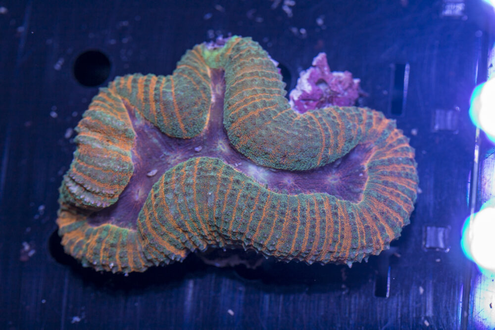 Lobophyllia