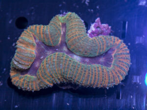 Lobophyllia