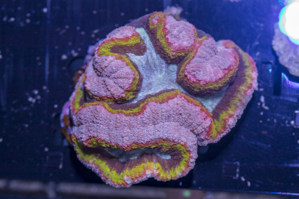 Lobophyllia