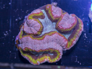 Lobophyllia
