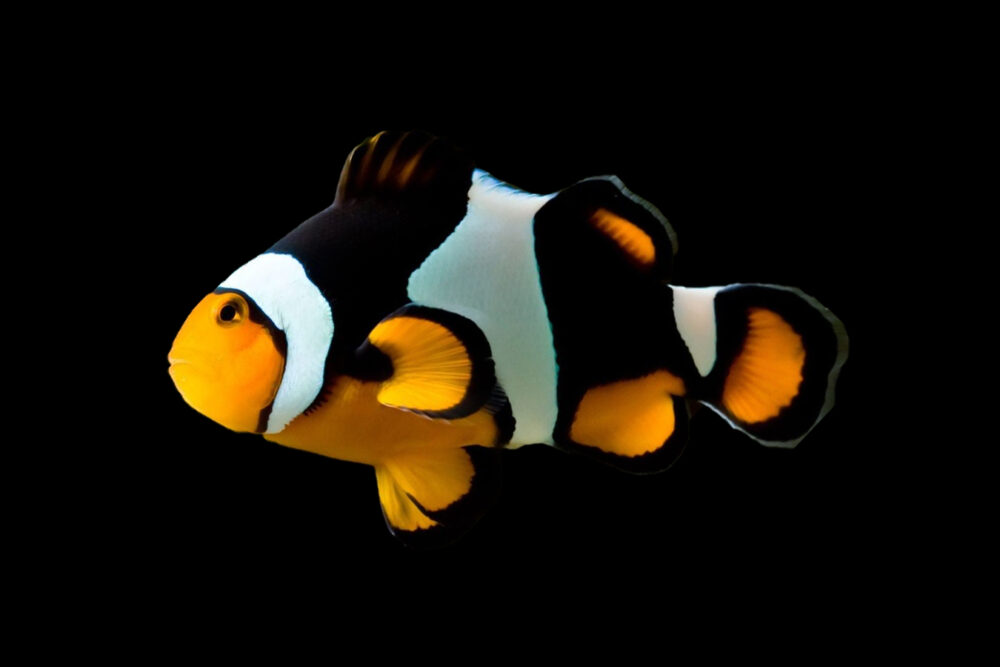 Onyx Percula Clownfish