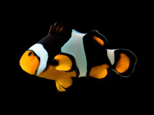 Onyx Percula Clownfish