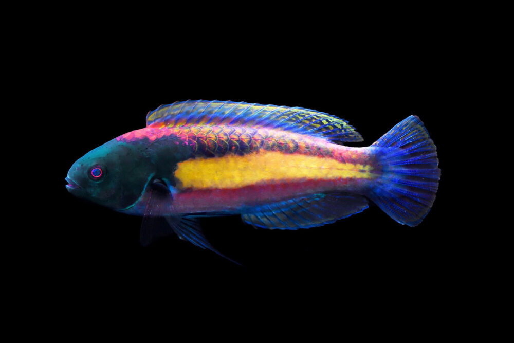 Randall's Wrasse