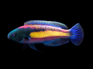 Randall's Wrasse