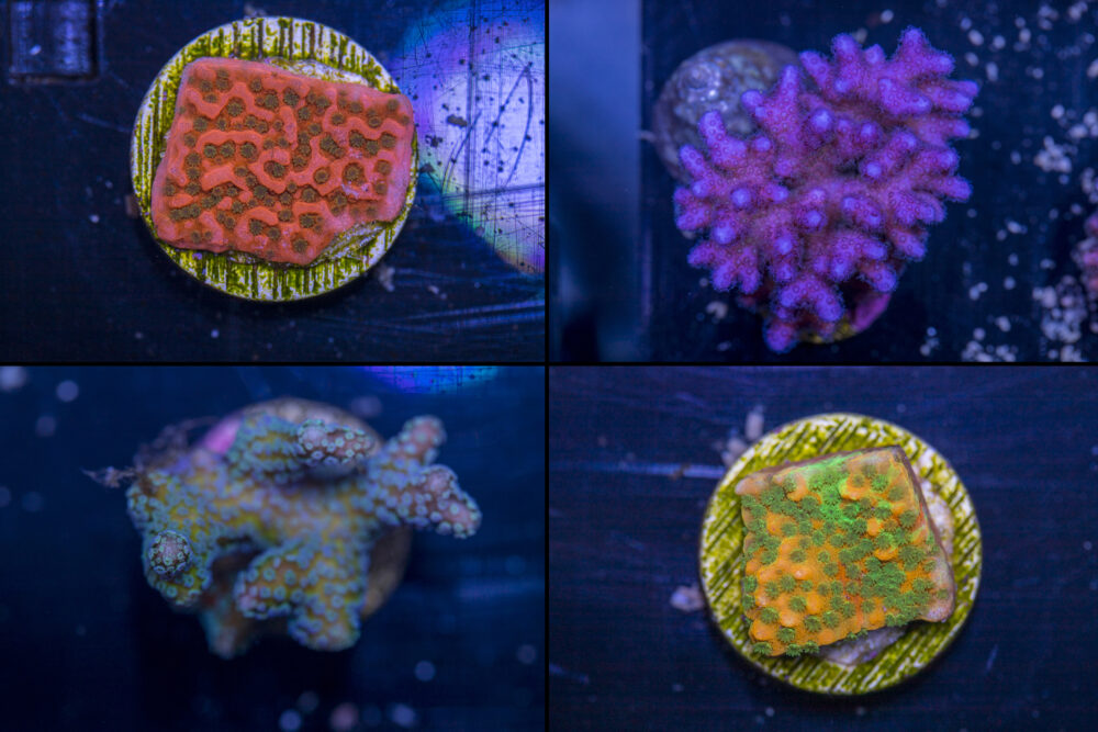Beginner SPS Package - Image 2