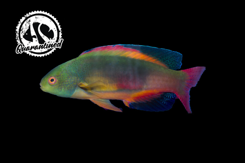 Scott's Fairy Wrasse - Quarantined