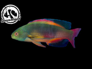 Scott's Fairy Wrasse - Quarantined