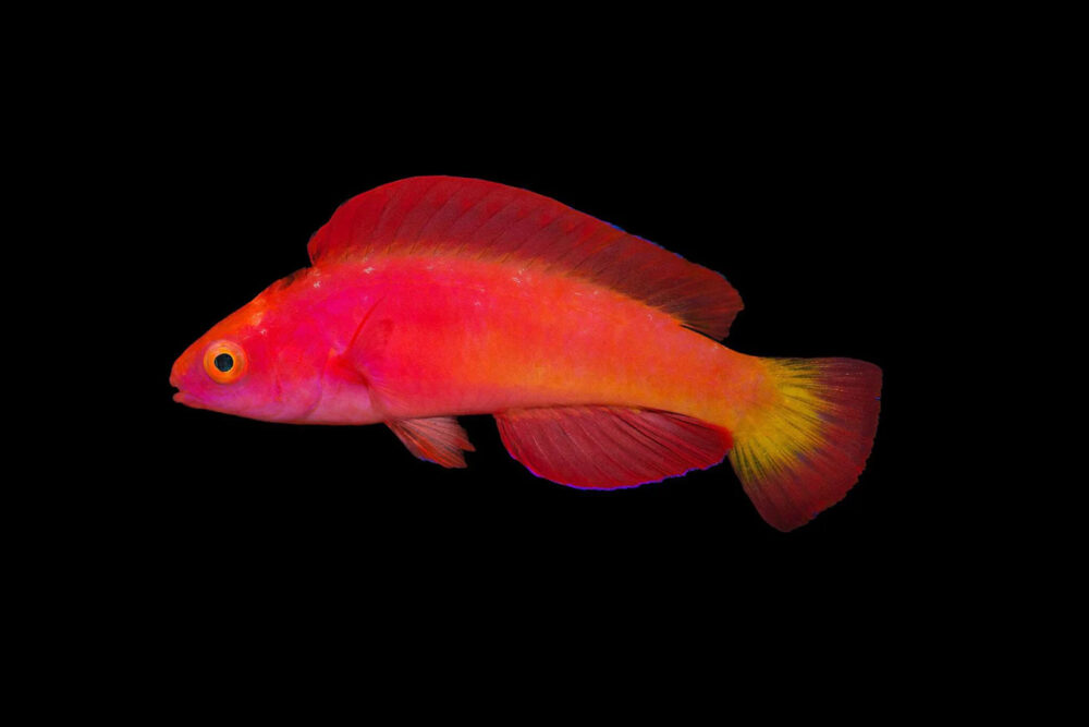 Magma Fairy Wrasse