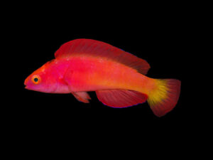 Magma Fairy Wrasse