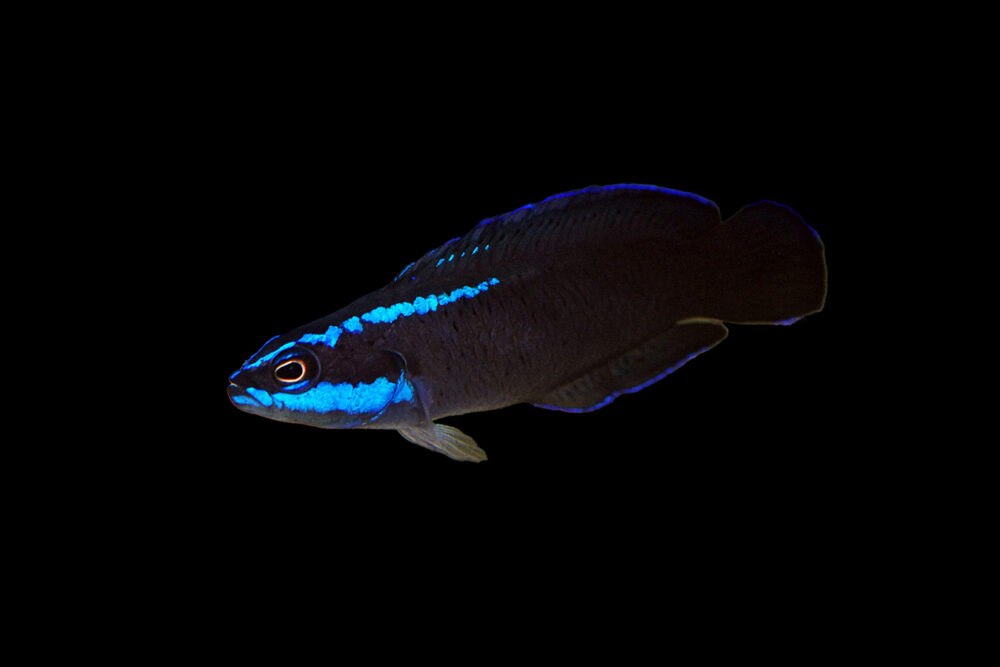 Springeri Dottyback