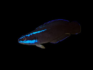 Springeri Dottyback