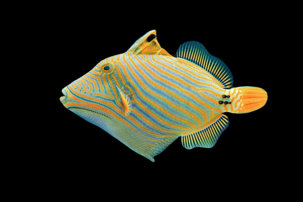 Undulate Triggerfish