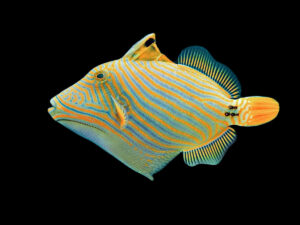 Undulate Triggerfish