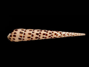 Auger Snail