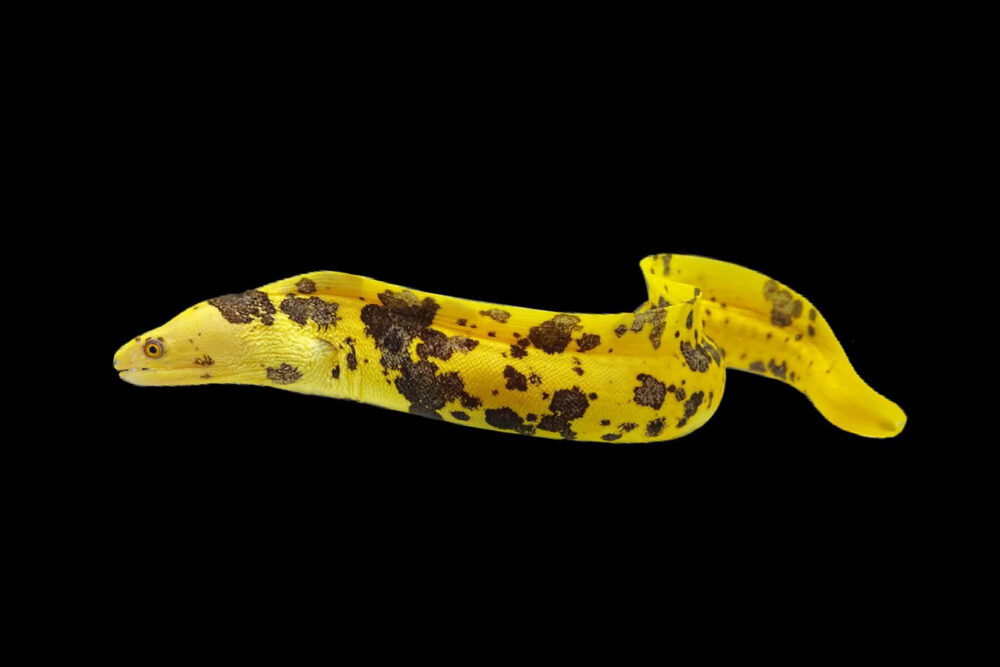 Golden Banana Moray Eel