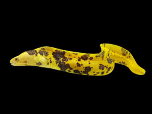 Golden Banana Moray Eel