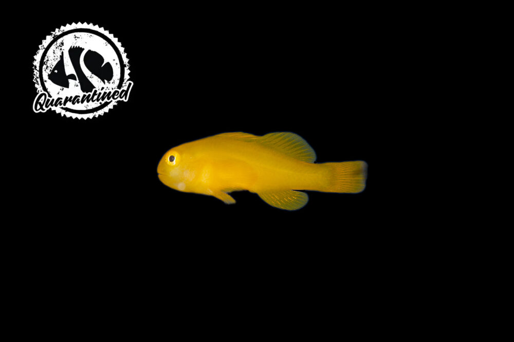 Clown Goby - Yellow - Quarantined
