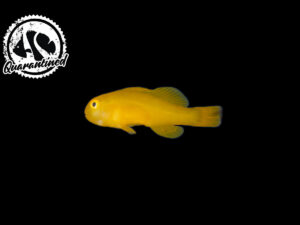 Clown Goby - Yellow - Quarantined
