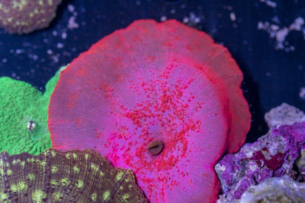 Corallimorph