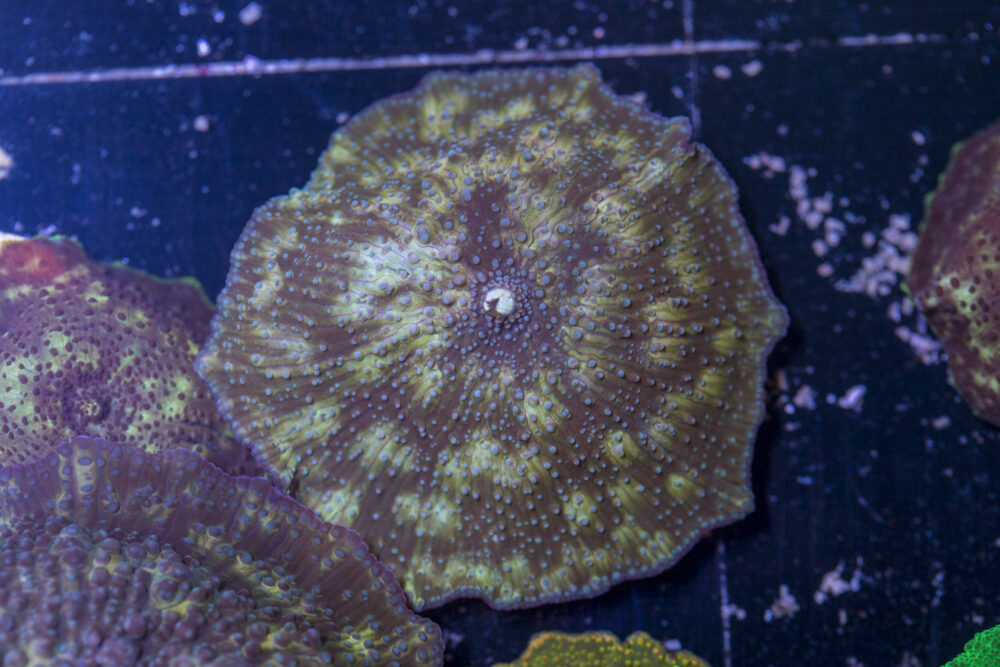 Corallimorph