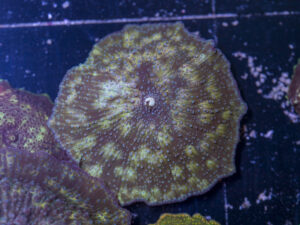 Corallimorph
