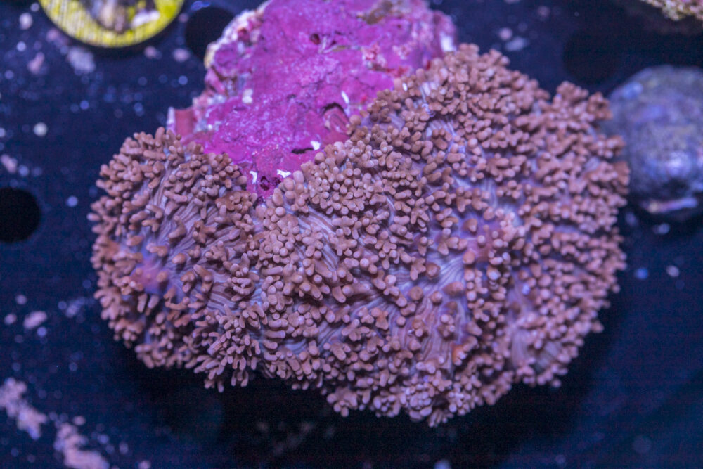 Corallimorph