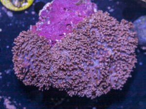 Corallimorph