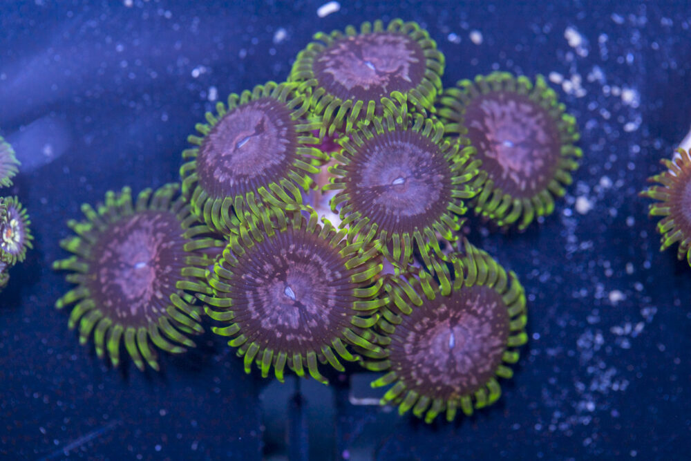 Zoanthids - Purple Monsters