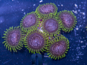 Zoanthids - Purple Monsters