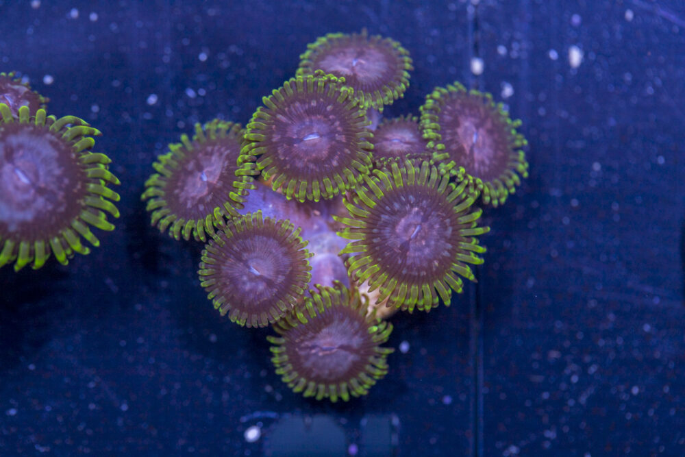 Zoanthids - Purple Monsters