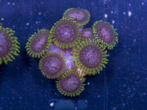 Zoanthids - Purple Monsters