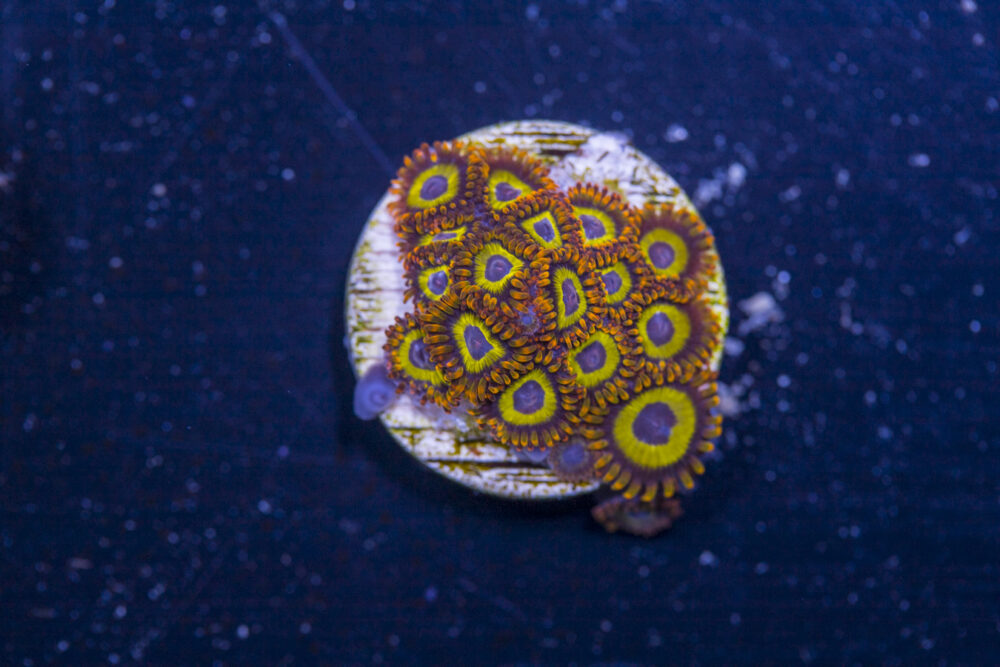 Zoanthids - Fruit Loops