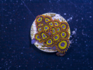 Zoanthids - Fruit Loops